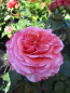 Preview: Nostalgie-Edelrose Mary Ann